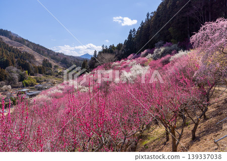 群馬縣甘羅郡下田町中小坂的阿布達福壽莊之里山坡上，開滿了色彩繽紛的紅白梅花和冬青花。 139337038