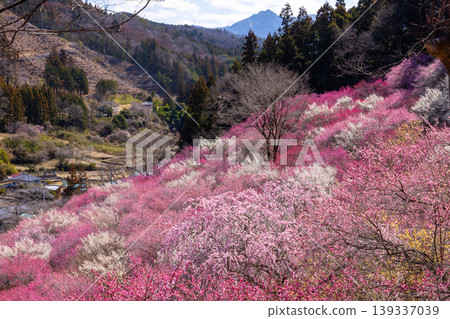 群馬縣甘羅郡下田町中小坂的阿布達福壽莊之里山坡上，開滿了色彩繽紛的紅白梅花和冬青花。 139337039