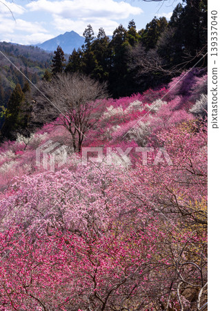 群馬縣甘羅郡下田町中小坂的阿布達福壽莊之里山坡上,開滿了色彩繽紛的紅白梅花和冬青花。 群馬縣甘羅郡下田町中小坂的阿布達福壽莊之里山坡上,開滿了色彩繽紛的紅白梅花和冬青花。 139337040
