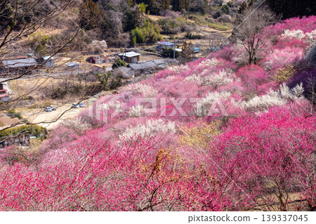 Colorful red and white plum blossoms and winter sweet blossoms cover the slopes of Abuda Fukujusou no Sato in Nakakosaka, Shimonita-machi, Kanra-gun, Gunma Prefecture. Colorful red and white plum blossoms and winter sweet blossoms cover the slopes of Abuda Fukujusou no Sato in Nakakosaka, Shimonita-machi, Kanra-gun, Gunma Prefecture. 139337045
