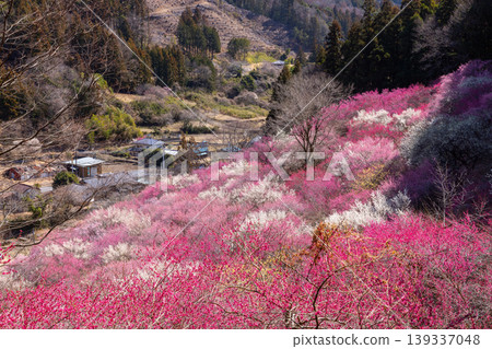 Colorful red and white plum blossoms and winter sweet blossoms cover the slopes of Abuda Fukujusou no Sato in Nakakosaka, Shimonita-machi, Kanra-gun, Gunma Prefecture. Colorful red and white plum blossoms and winter sweet blossoms cover the slopes of Abuda Fukujusou no Sato in Nakakosaka, Shimonita-machi, Kanra-gun, Gunma Prefecture. 139337048