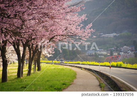 Cherry trees and rape blossoms along National Route 117 in Iiyama City Cherry trees and rape blossoms along National Route 117 in Iiyama City 139337056