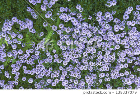 從上方俯瞰，可以看到一種地被植物，上面開滿了白色小花。 139337079