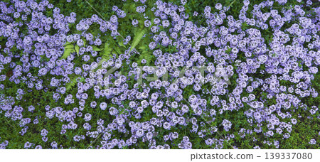 春季花壇盛開著許多地被植物的白色花朵。 139337080