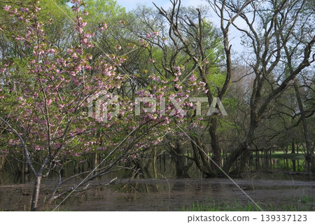 池塘邊盛開的櫻花 139337123