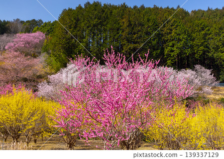 埼玉縣比企郡小川町上小路:小川町的桃花天堂,春天盛開著桃花、山櫻、山茱萸等各種花卉。 埼玉縣比企郡小川町上小路:小川町的桃花天堂,春天盛開著桃花、山櫻、山茱萸等各種花卉。 139337129