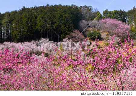 埼玉縣比企郡小川町上小路:小川町的桃花天堂,春天盛開著桃花、山櫻、山茱萸等各種花卉。 埼玉縣比企郡小川町上小路:小川町的桃花天堂,春天盛開著桃花、山櫻、山茱萸等各種花卉。 139337135