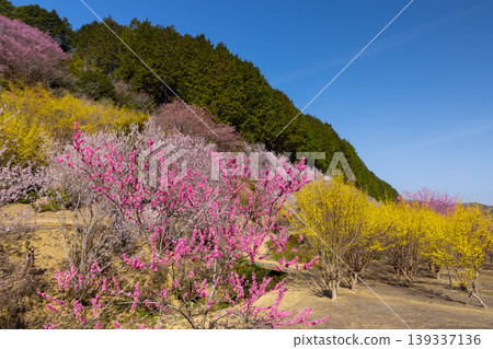 埼玉縣比企郡小川町上小路:小川町的桃花天堂,春天盛開著桃花、山櫻、山茱萸等各種花卉。 埼玉縣比企郡小川町上小路:小川町的桃花天堂,春天盛開著桃花、山櫻、山茱萸等各種花卉。 139337136