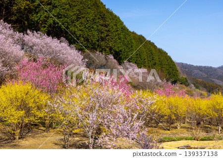 Kamikoji, Ogawa-machi, Hiki-gun, Saitama Prefecture: A peach blossom paradise in Ogawa-machi where spring flowers such as flowering peach, mountain cherry, and cornelian cherry bloom. 139337138
