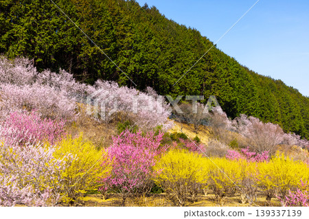 埼玉縣比企郡小川町上小路:小川町的桃花天堂,春天盛開著桃花、山櫻、山茱萸等各種花卉。 埼玉縣比企郡小川町上小路:小川町的桃花天堂,春天盛開著桃花、山櫻、山茱萸等各種花卉。 139337139