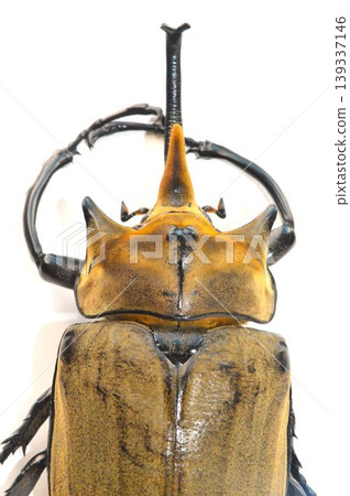 White background of Elephas elephant beetle White background of Elephas elephant beetle 139337146