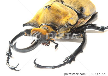 White background of Elephas elephant beetle White background of Elephas elephant beetle 139337154