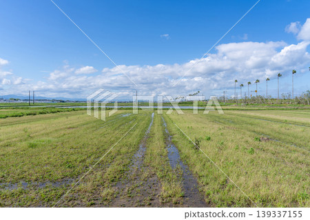 A landscape of rice paddies and blue sky. A landscape of rice paddies and blue sky. 139337155