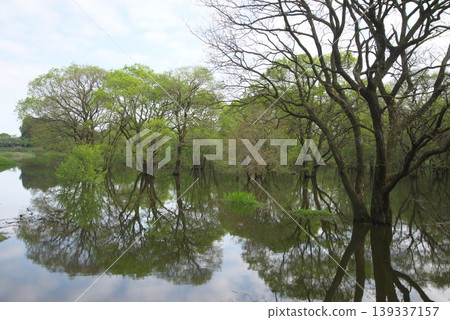 Tree reflected on the surface of the water Tree reflected on the surface of the water 139337157