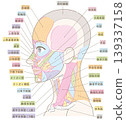 Facial and neck muscle diagram (side view), without hairstyle (colored and labeled). 139337158