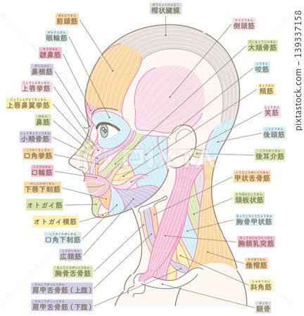 臉部和頸部肌肉圖（側面視圖），無髮型（彩色標註）。 139337158