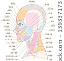 Muscle diagram of the face and neck area, side view, without hairstyle (muscle names included). 139337173