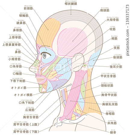 臉部和頸部肌肉圖,側面視圖,無髮型(包含肌肉名稱)。 臉部和頸部肌肉圖,側面視圖,無髮型(包含肌肉名稱)。 139337173
