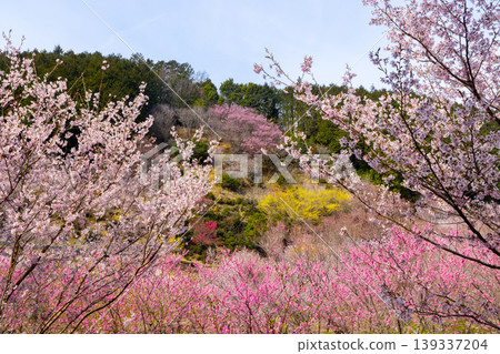 Kamikoji, Ogawa-machi, Hiki-gun, Saitama Prefecture: A peach blossom paradise in Ogawa-machi where spring flowers such as flowering peach, mountain cherry, and cornelian cherry bloom. Kamikoji, Ogawa-machi, Hiki-gun, Saitama Prefecture: A peach blossom paradise in Ogawa-machi where spring flowers such as flowering peach, mountain cherry, and cornelian cherry bloom. 139337204
