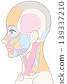 Muscle diagram of the face and neck area, side view; hairstyle not shown (no names given). 139337210