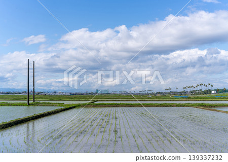 Rice paddy landscapes in Miyazaki Rice paddy landscapes in Miyazaki 139337232