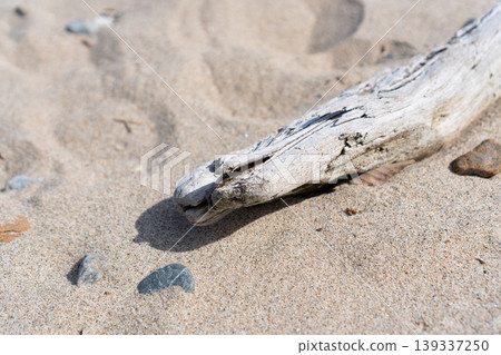 海灘上沖上來的是白色的乾枯浮木。 海灘上沖上來的是白色的乾枯浮木。 139337250