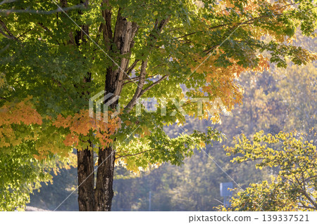 Autumn forest background. Vibrant colorful trees foliage in fall park. Nature change leaves in October season Autumn forest background. Vibrant colorful trees foliage in fall park. Nature change leaves in October season 139337521