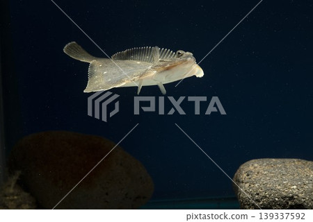 Flounder, stone flounder, saltwater fish, swimming flounder Flounder, stone flounder, saltwater fish, swimming flounder 139337592