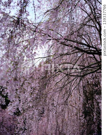 Buddhist cherry trees of the temple Buddhist cherry trees of the temple 139337766