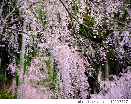 Buddhist cherry trees of the temple Buddhist cherry trees of the temple 139337767