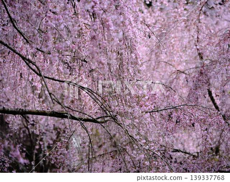 Buddhist cherry trees of the temple Buddhist cherry trees of the temple 139337768