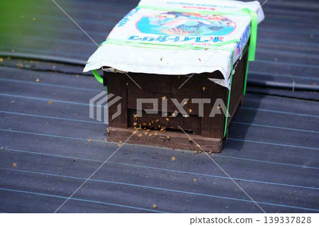 Beekeeping Beekeeping 139337828