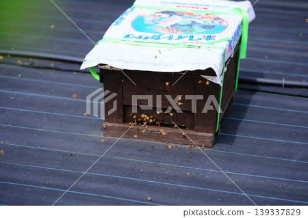 Beekeeping Beekeeping 139337829