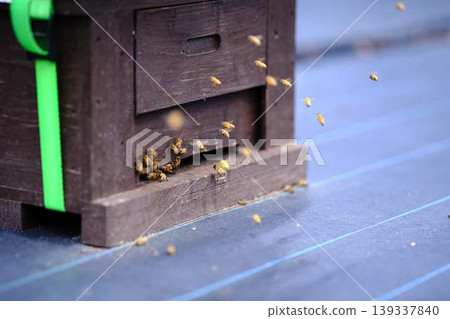 Beekeeping Beekeeping 139337840
