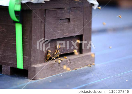Beekeeping Beekeeping 139337846