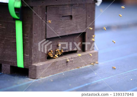 Beekeeping Beekeeping 139337848
