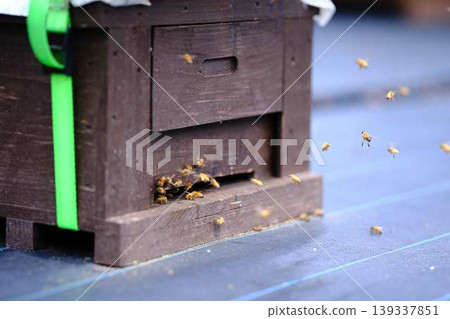 Beekeeping Beekeeping 139337851