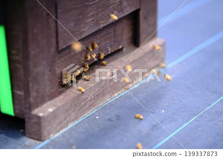 Beekeeping Beekeeping 139337873
