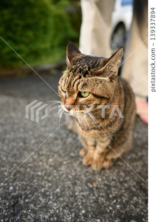 Kijitra cat taking a walk Kijitra cat taking a walk 139337894