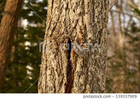 Ezo flying squirrel returns to its burrow Ezo flying squirrel returns to its burrow 139337909