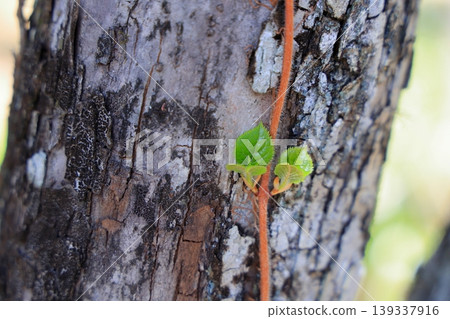 A vine-like structure wrapping around a tree (horizontal view) A vine-like structure wrapping around a tree (horizontal view) 139337916