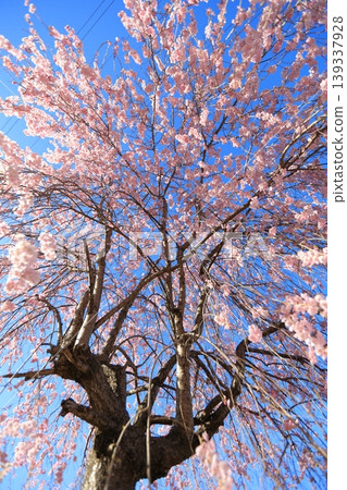 Cherry blossoms in full bloom shining in the blue sky Cherry blossoms in full bloom shining in the blue sky 139337928