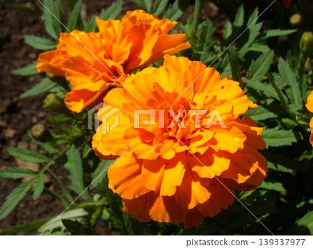 Orange marigold in full bloom Orange marigold in full bloom 139337977