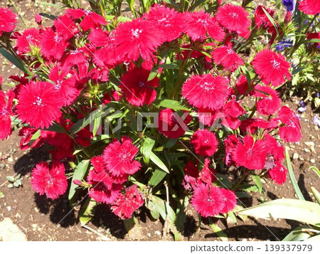 Bright red carnations (Dianthus) in full bloom 139337979