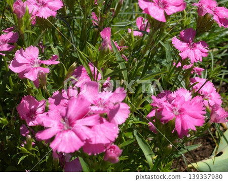 花園裡盛開的粉紅康乃馨(Dianthus)。 花園裡盛開的粉紅康乃馨(Dianthus)。 139337980
