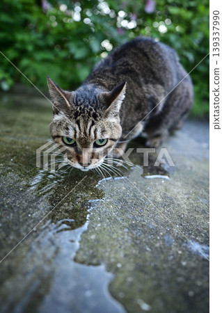 A cat drinking water on a cobblestone street. A cat drinking water on a cobblestone street. 139337990