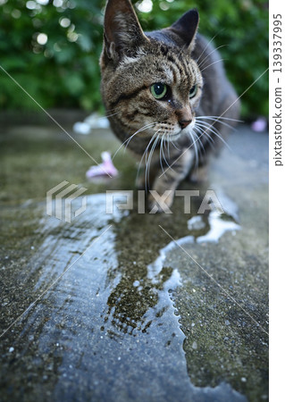 A cat drinking water on a cobblestone street. A cat drinking water on a cobblestone street. 139337995