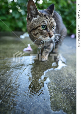A cat drinking water on a cobblestone street. A cat drinking water on a cobblestone street. 139337996