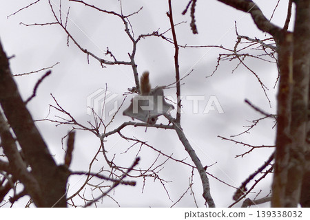Ezo flying squirrel eating tree buds Ezo flying squirrel eating tree buds 139338032