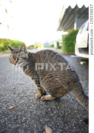 Cat looking back Cat looking back 139338037
